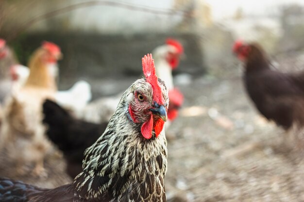 Close-up group of domestic chickens at farm