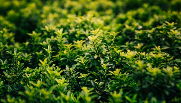 新鮮な緑の植物の成長のクローズアップ