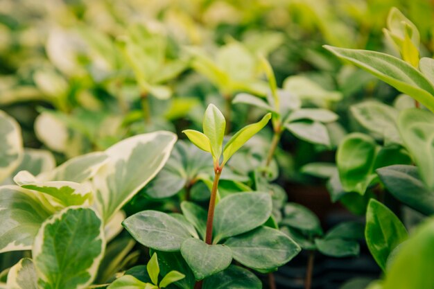 新鮮な葉を持つ植物の成長のクローズアップ