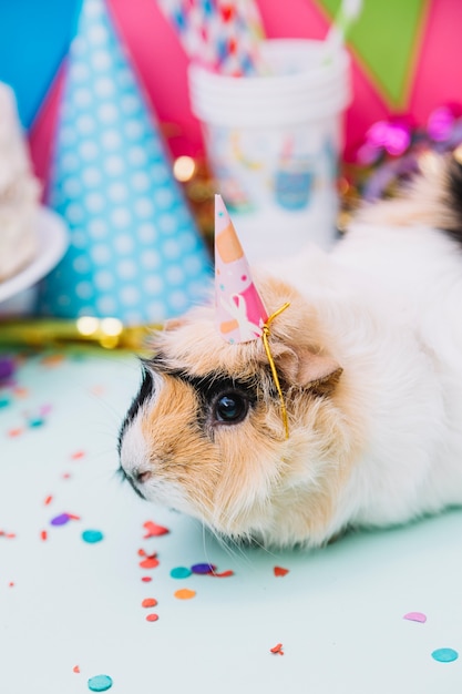Close-up of a guinea pig wearing tiny party hat sitting on blue backdrop with confetti