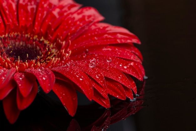 Free photo close-up half of floral petals