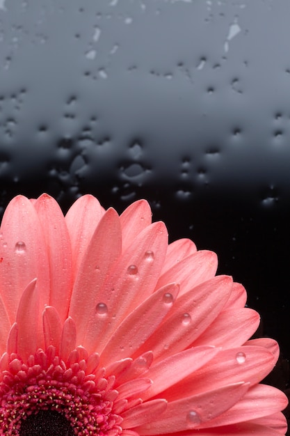 Free photo close-up half of gerbera daisy flower