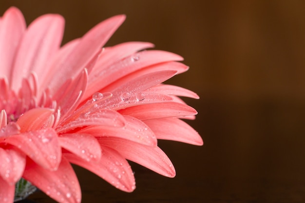 Бесплатное фото Крупным планом половина розового цветка герберы ромашки