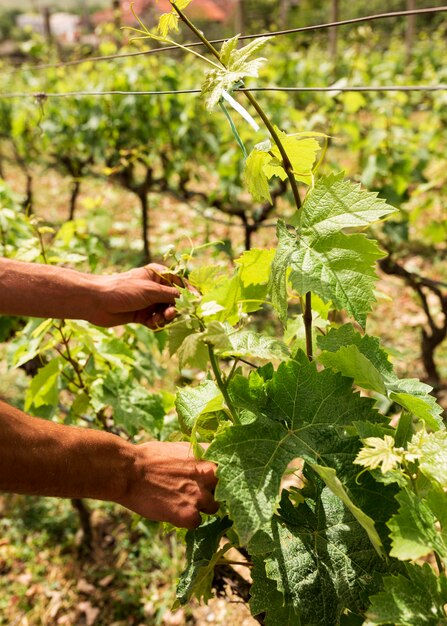 Close-up hand arranging grapevine