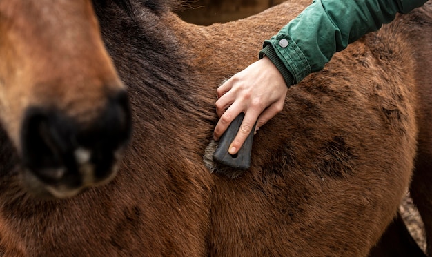 Close-up hand brushing horse