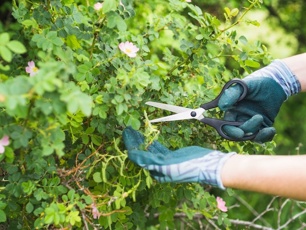 Close-up of hand cutting plants with scissor