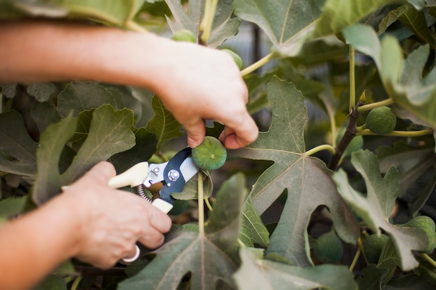 Free photo close-up of hand cutting pruning shears from tree