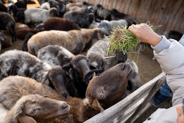 Close up hand feeding animals