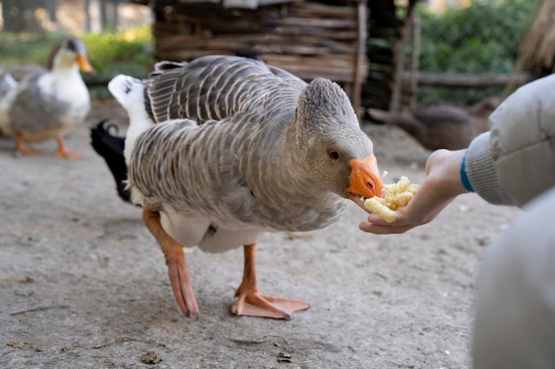 Free photo close up hand feeding bird