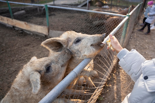 Close up hand feeding pigs