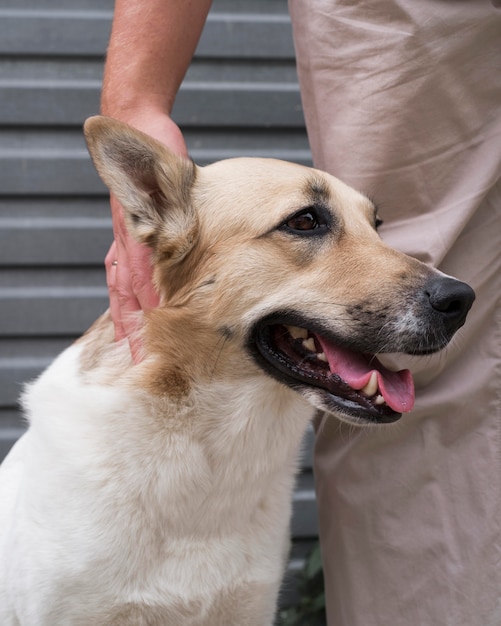 愛らしい犬を持っているクローズアップの手