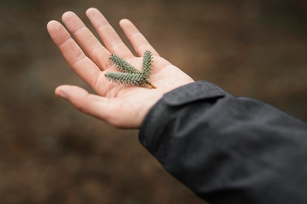 Close up hand holding branch