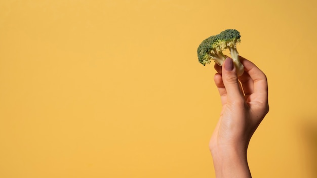 Free photo close up hand holding broccoli