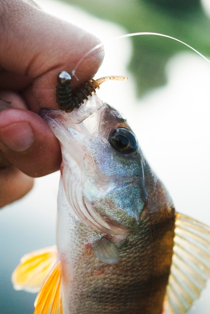 Close-up of hand holding caught fish with fishing bait