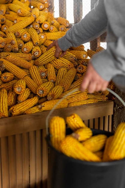 Close-up hand holding corn corb