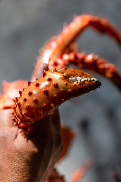 Close up hand holding crab