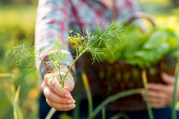 Free photo close-up hand holding dill