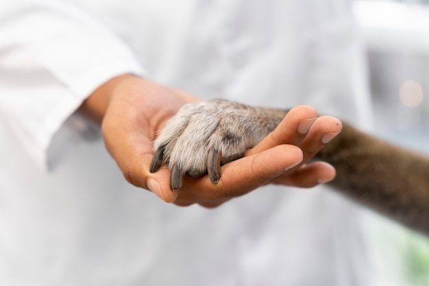 Free photo close up hand holding dog paw