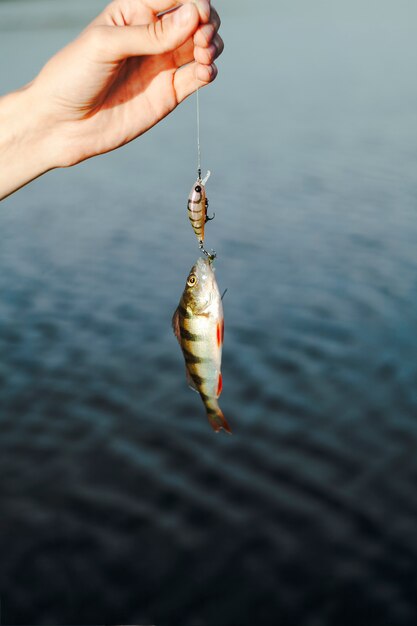 Primo piano dell'esca di pesca della tenuta della mano con il pesce pescato contro il lago