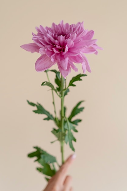 Close up hand holding flower