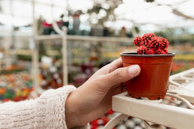 Close-up hand holding flowerpot with cactus