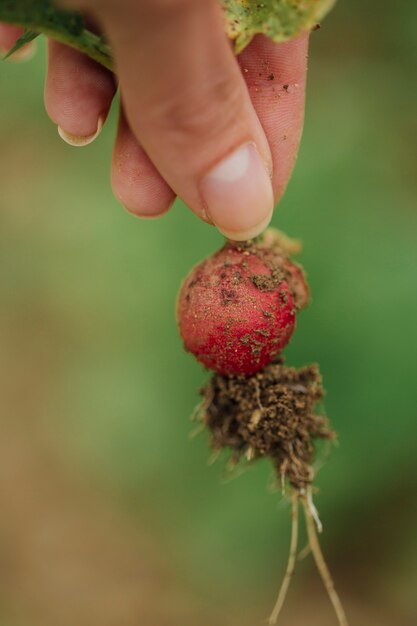 Free photo close-up hand holding fresh radish