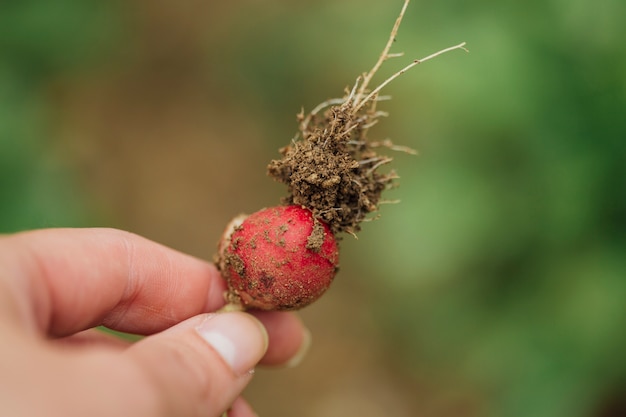 Close-up hand holding fresh radish