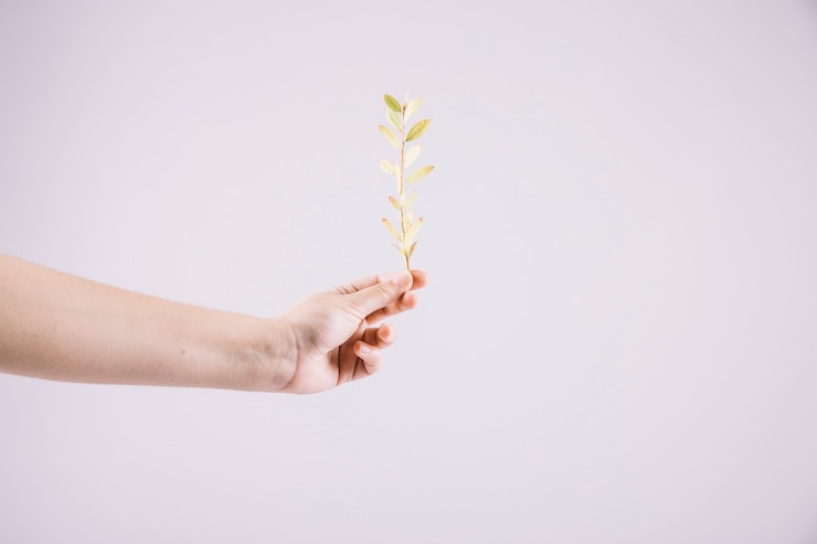Free Photo close-up of hand holding fresh twig against white background