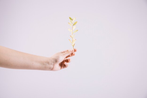 Close-up of hand holding fresh twig against white background