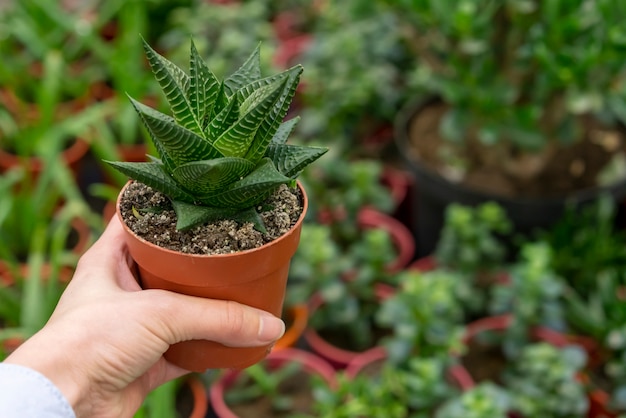 植木鉢に観葉植物を持っているクローズアップ手