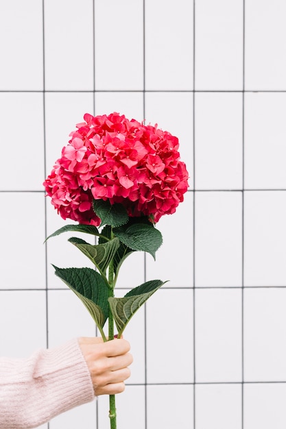 Foto gratuita primo piano della mano che tiene un grande fiore di ortensia rosso grande