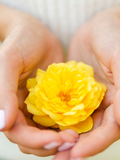 Close up hand holding natural rose