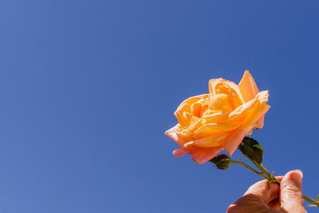 Макро рука держит оранжевую розу