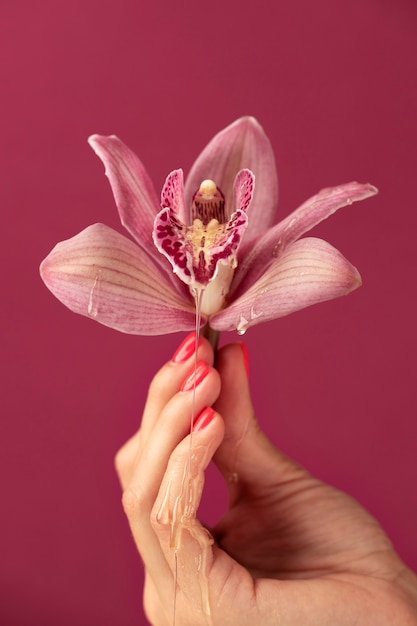 Chiuda sulla mano che tiene l'orchidea