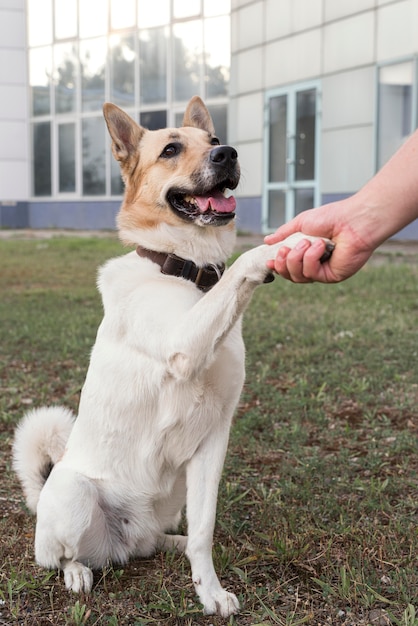 Close-up hand holding paw