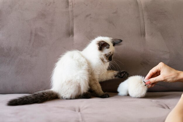 Close up hand holding pet toy