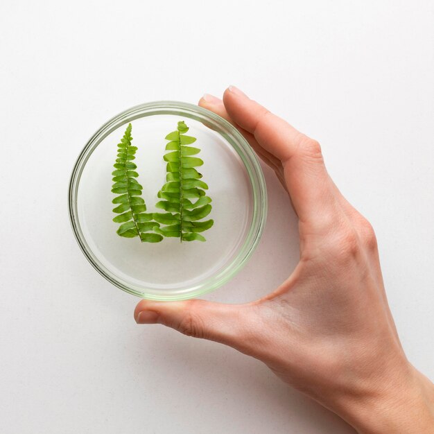 Close-up hand holding petri dish