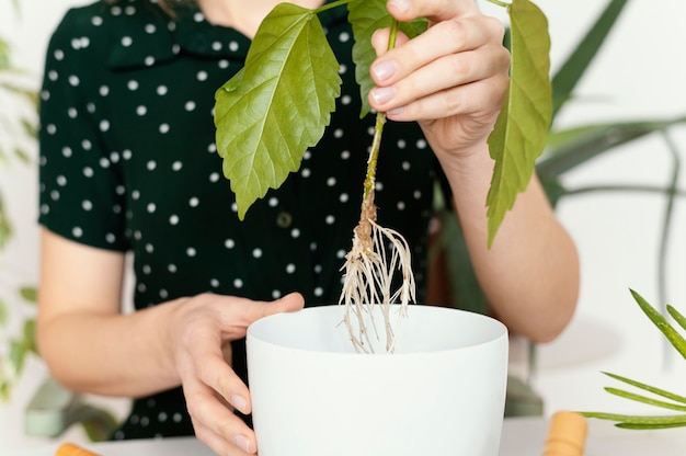 Free photo close-up hand holding plant