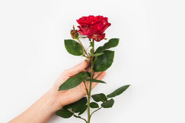 흰색 배경에 빨간 아름다운 장미를 들고 손을 클로즈업