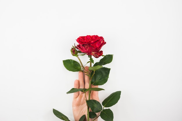 Close-up of hand holding red rose against white background