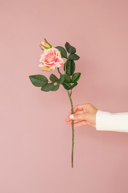 Близкая рука держа розу вверх