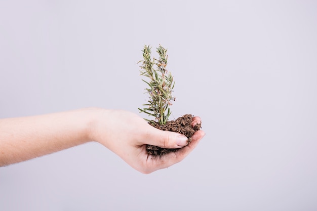 Close-up of hand holding seedling over white background