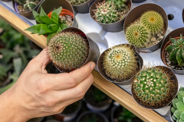 小さなサボテンの植物を持っているクローズアップ手