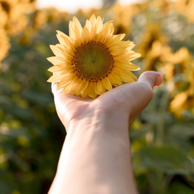 Free photo close-up hand holding sunflower