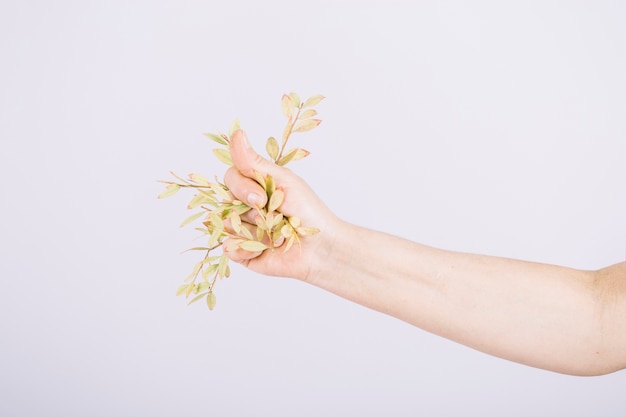 Free photo close-up of hand holding twig