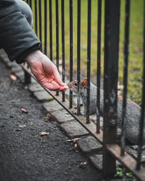 Foto gratuita primo piano di una mano di una persona che alimenta uno scoiattolo