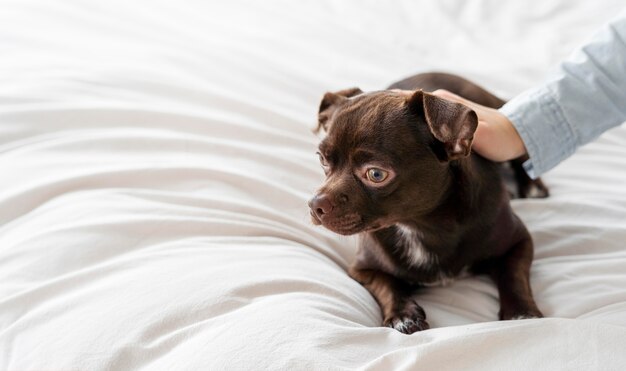 クローズアップ手ふれあい犬