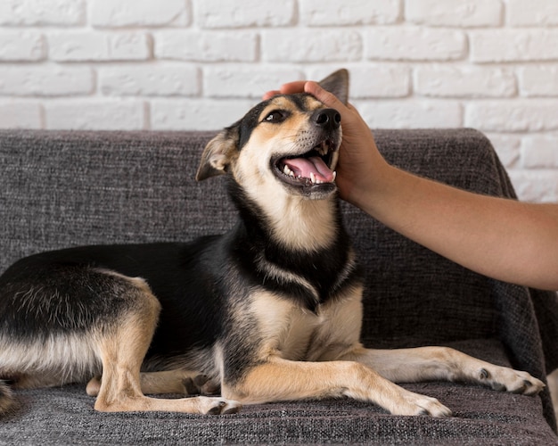 Close-up hand petting smiley dog