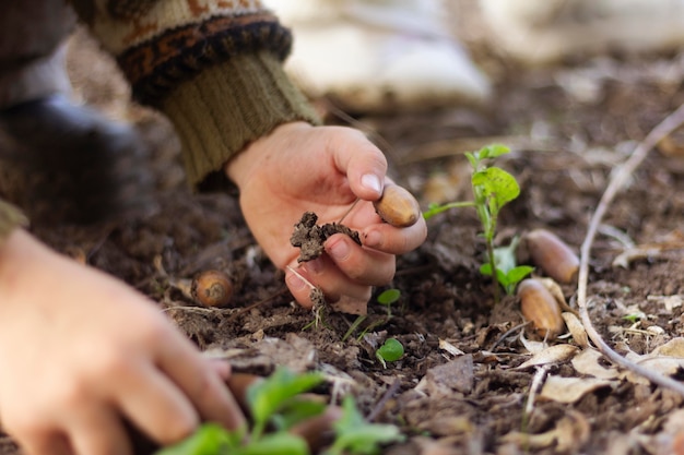 Free photo close up hand picking acorns