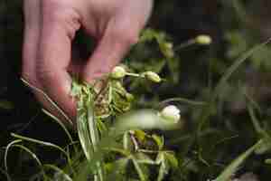 Free photo close-up of hand picking a plant